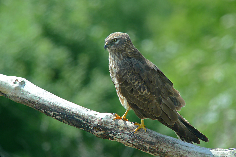 Albanella minore femmina in Digiscoping